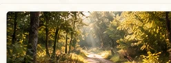 A green woodland path