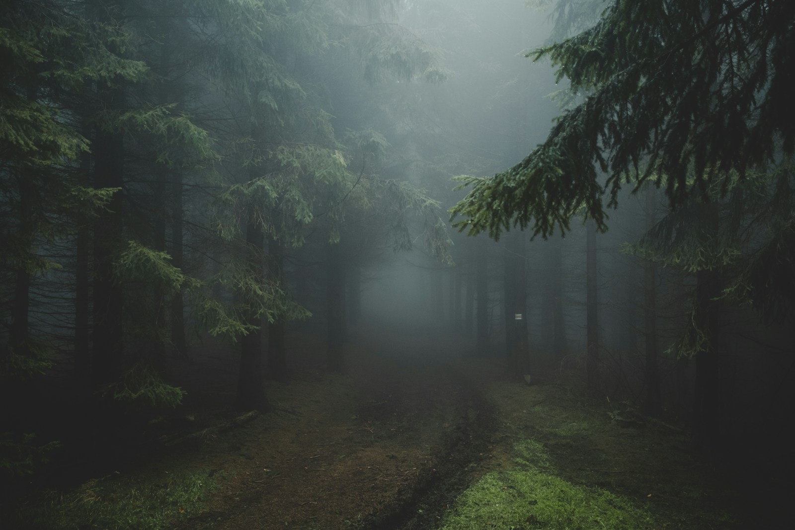 A quiet pathway through misty woodland